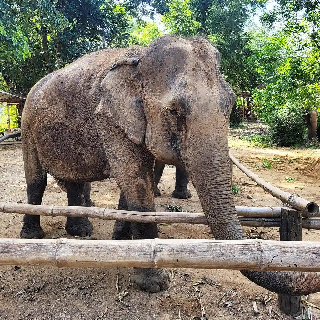 Sanctuaire d'éléphants en Thaïlande