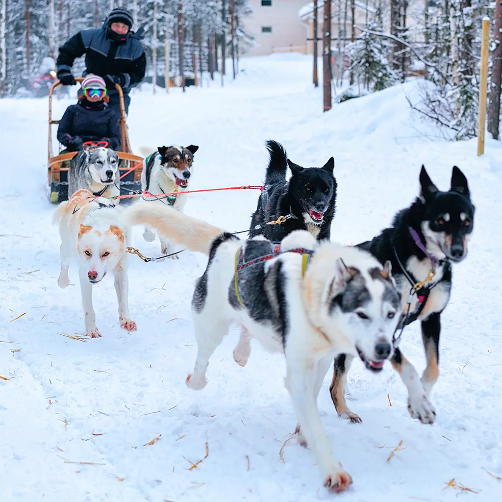 Safari husky en Laponie avec Namaste